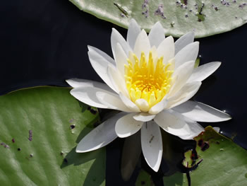 Lilly