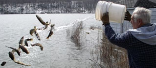 Stocking 15 trout